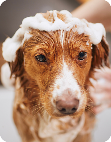 特許取得「ラテスパペット」導入店